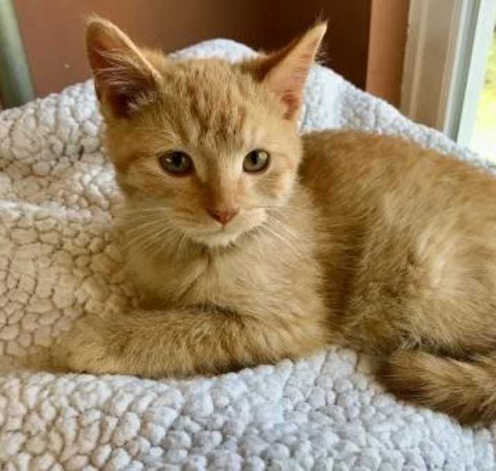 Photo of Thor C2966 PENDING ADOPTION