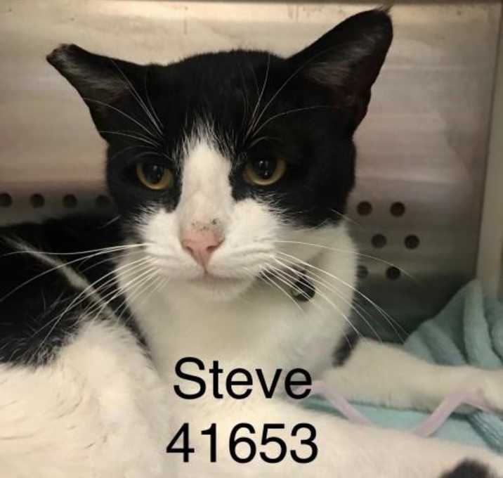 Photo of Steve Schwarzenegger 41635