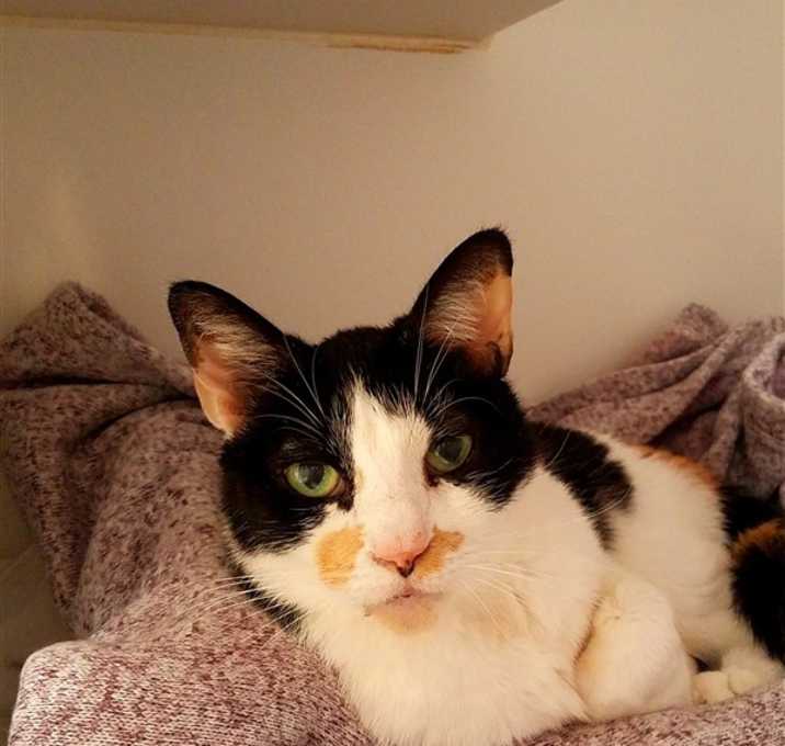 Photo of Tallulah (bella)