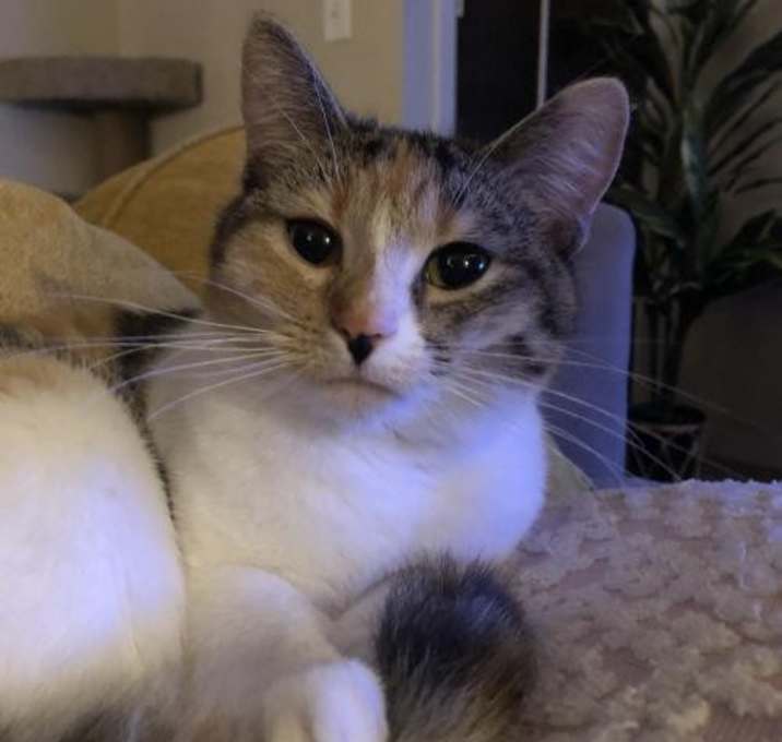 Photo of Valentine C3091