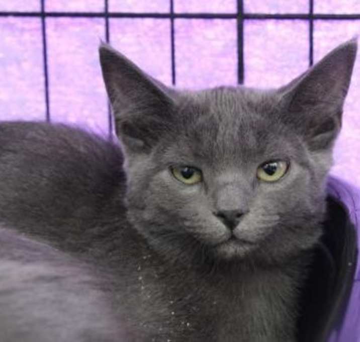 Photo of Sparrow (+Chickadee)