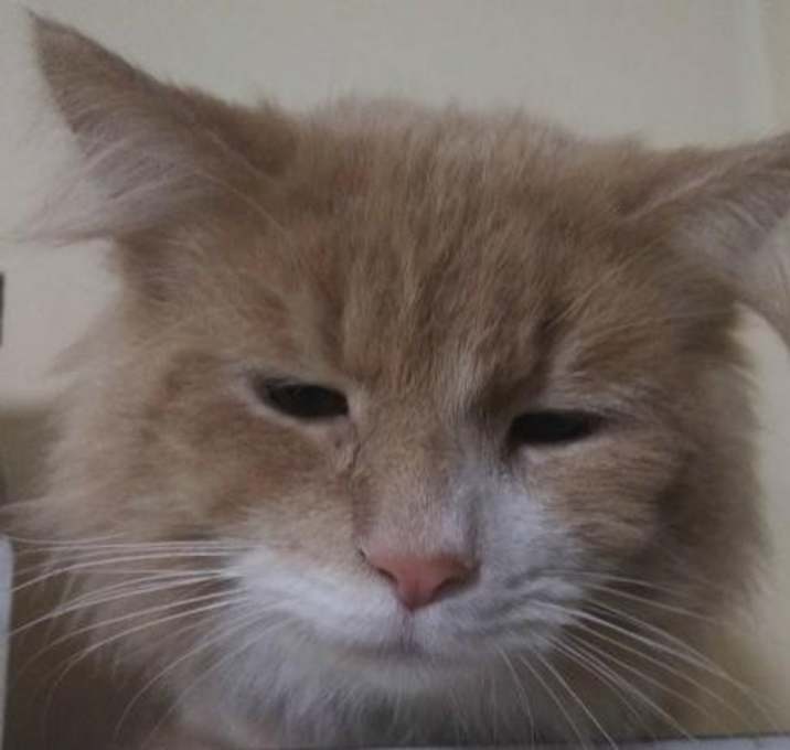 Photo of WV - Ollie (MCR)