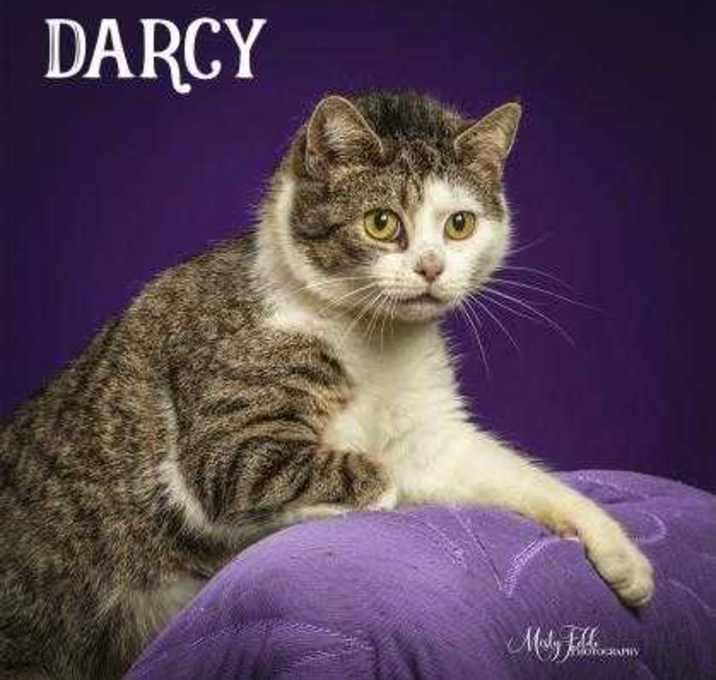 Photo of Darcy
