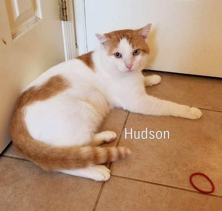 Photo of Hudson
