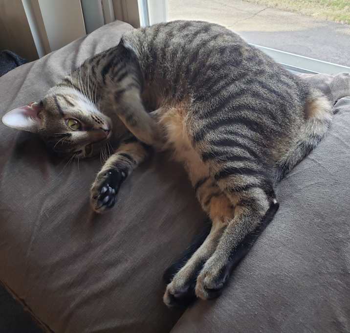 Photo of Snicklefritz