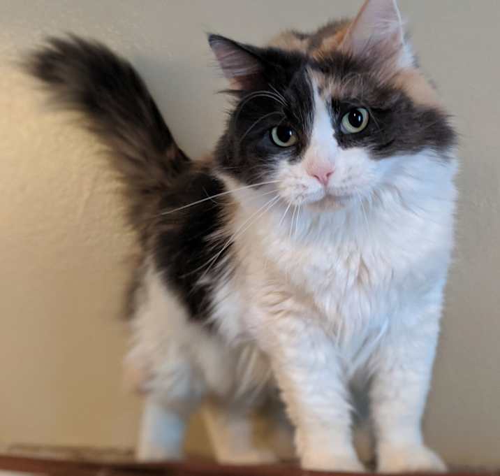 Photo of Lady Doomfist