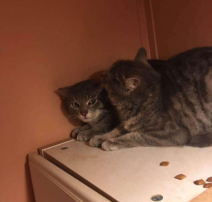 Photo of Frankie Bonded w twinFrancesca