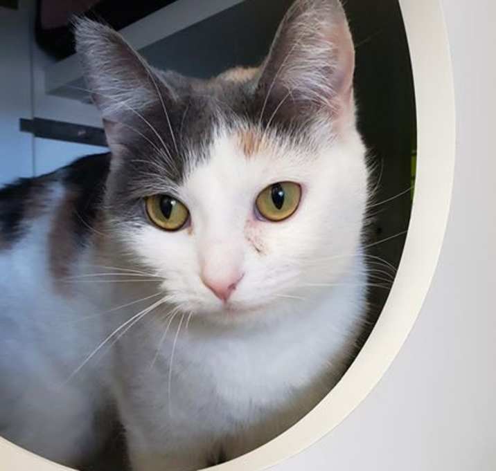 Photo of Pomegranate