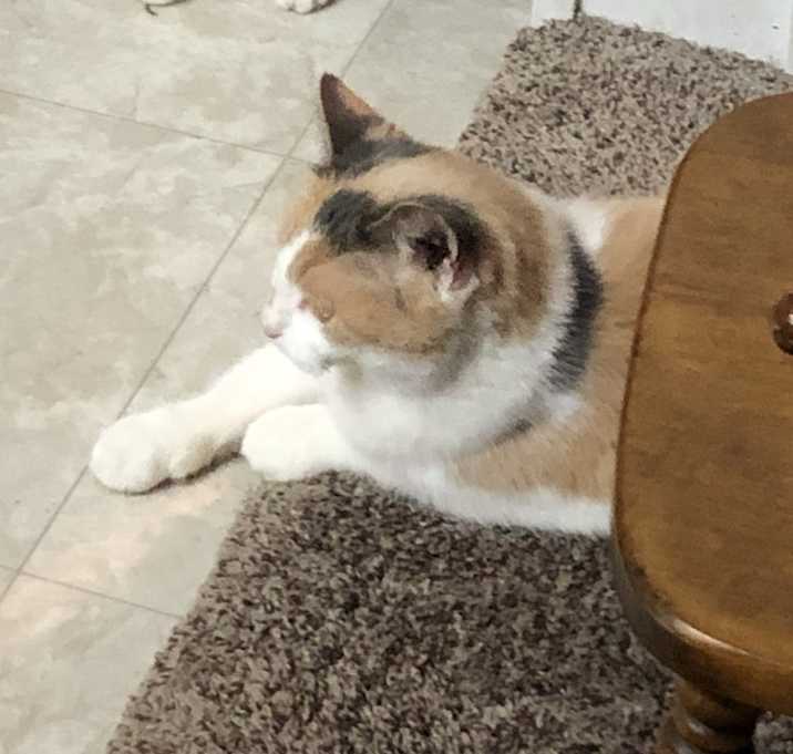 Photo of Cleo & Leah