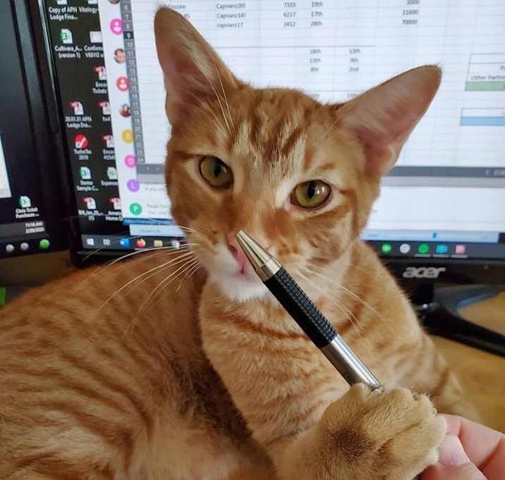 Photo of Hobbes (Lap Cat)