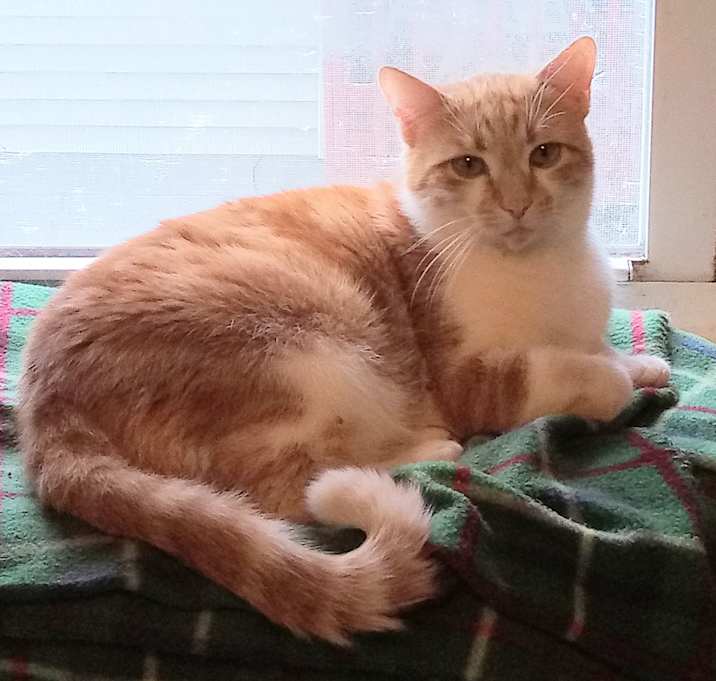 Photo of Leo - lap kitty