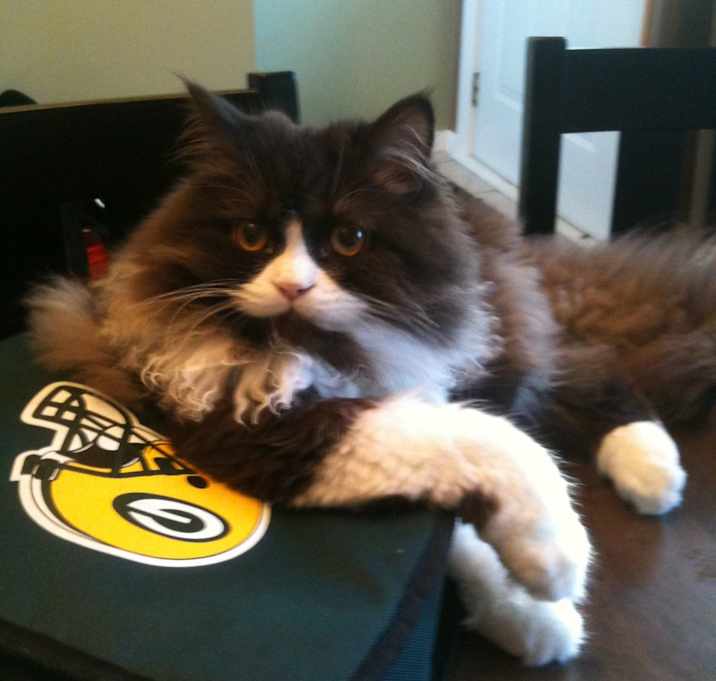 Photo of Football and Stallone