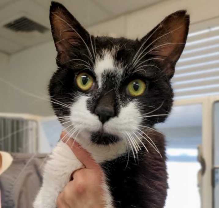 Photo of Smudge Baby ~ Sweet Kitty