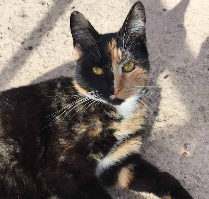 Photo of Tortico (temporarily)