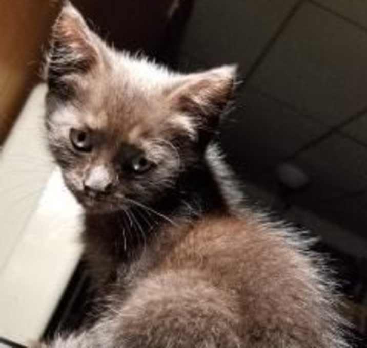 Photo of Pete the Cat