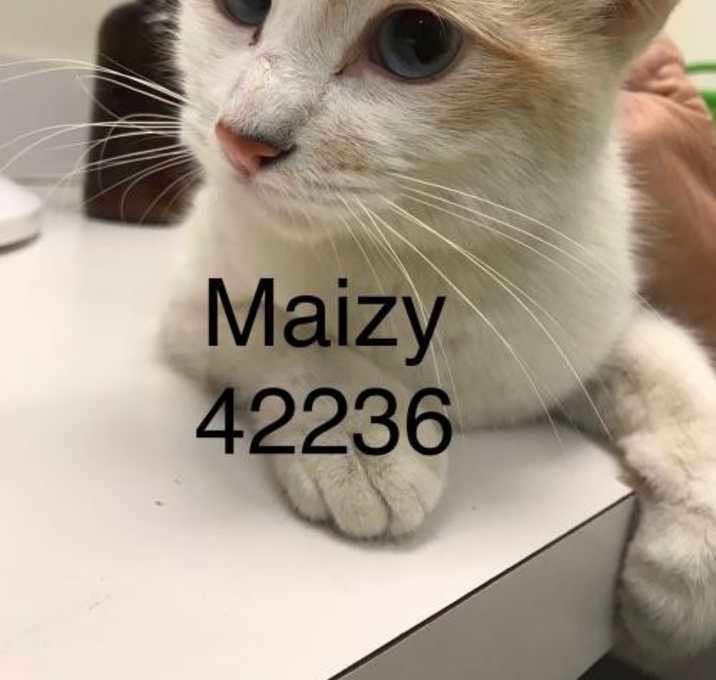 Photo of Maisy Mother Theresa 42236