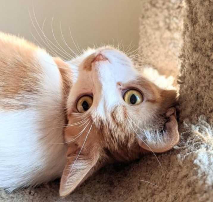 Photo of Lieutenant Dan