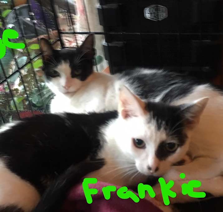 Photo of Frankie