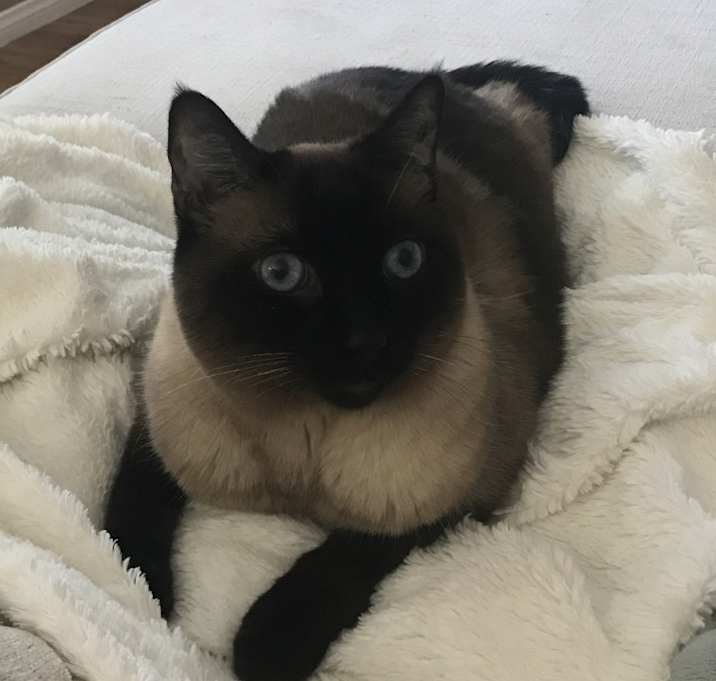 Photo of Gizmo and lulu