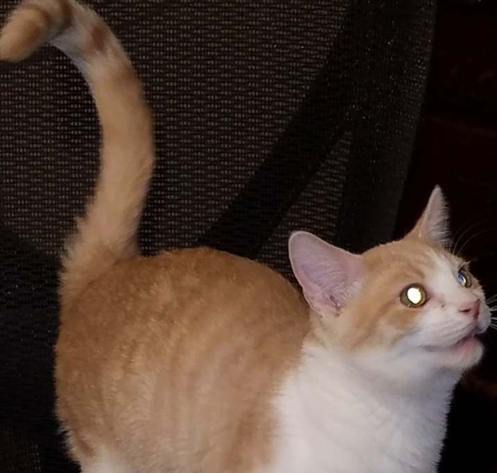 Photo of Mr. Peaches