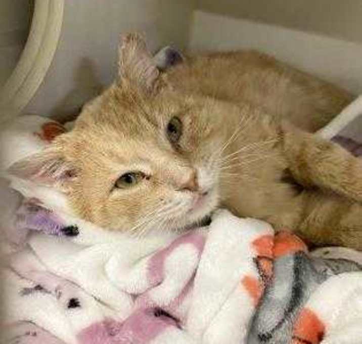 Photo of Sandy Whiskers