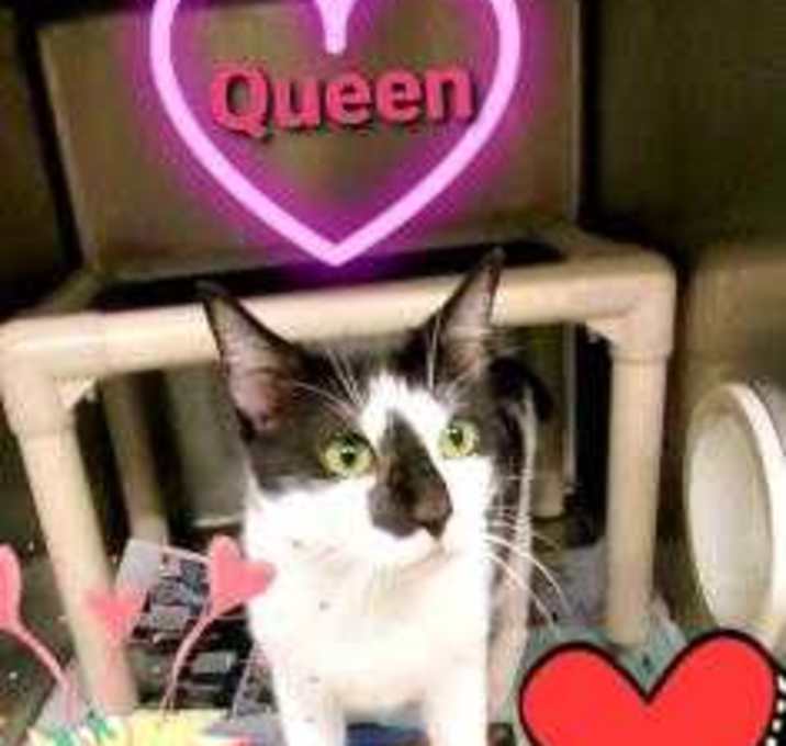 Photo of Queen
