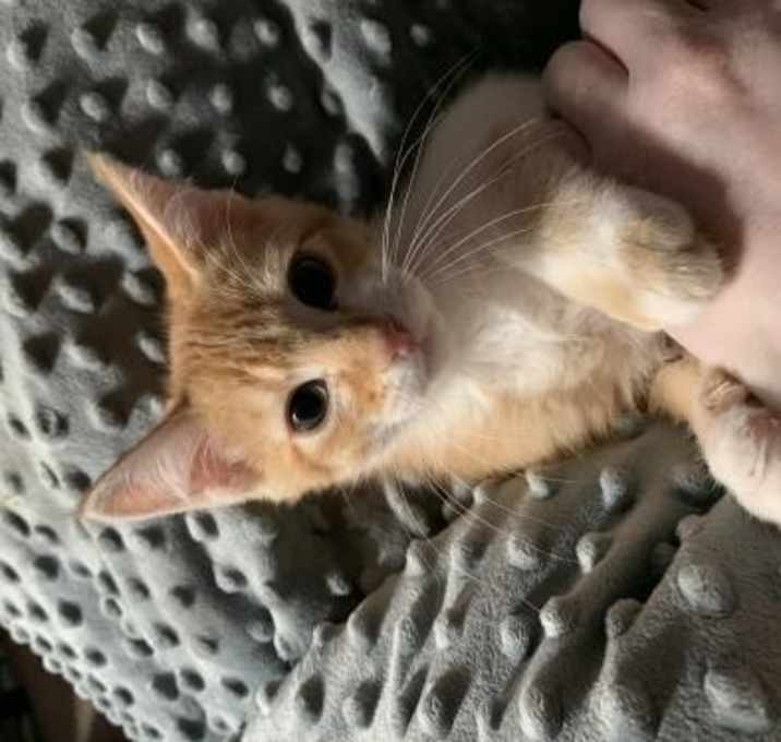 Photo of DC (Dreamsickle)