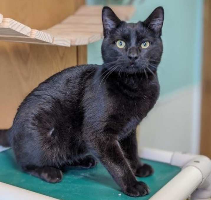 Photo of Hedgehog--In Foster