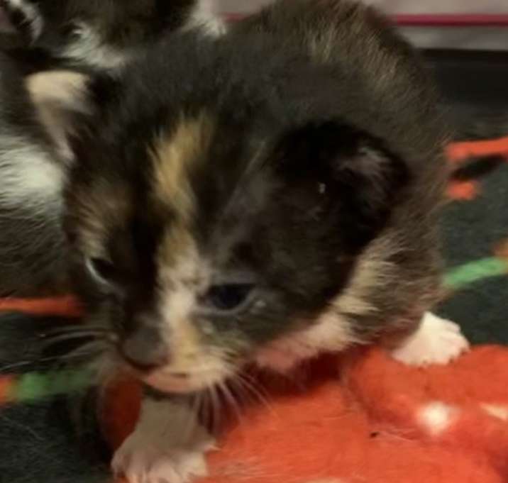 Photo of Phoebe Baby #2