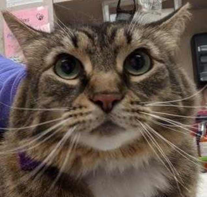 Photo of Stella (in foster)