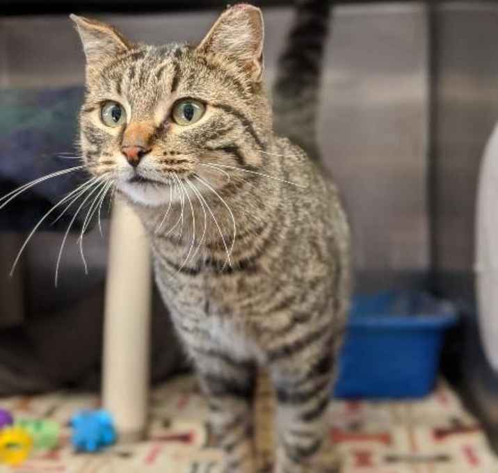 Photo of Irish--In Foster