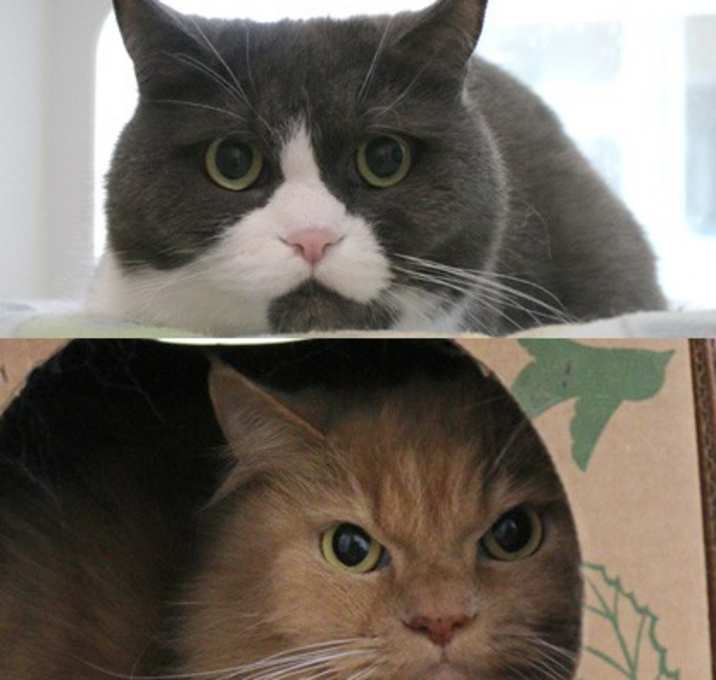Photo of Brown Cat & Grey Cat (Bonded)