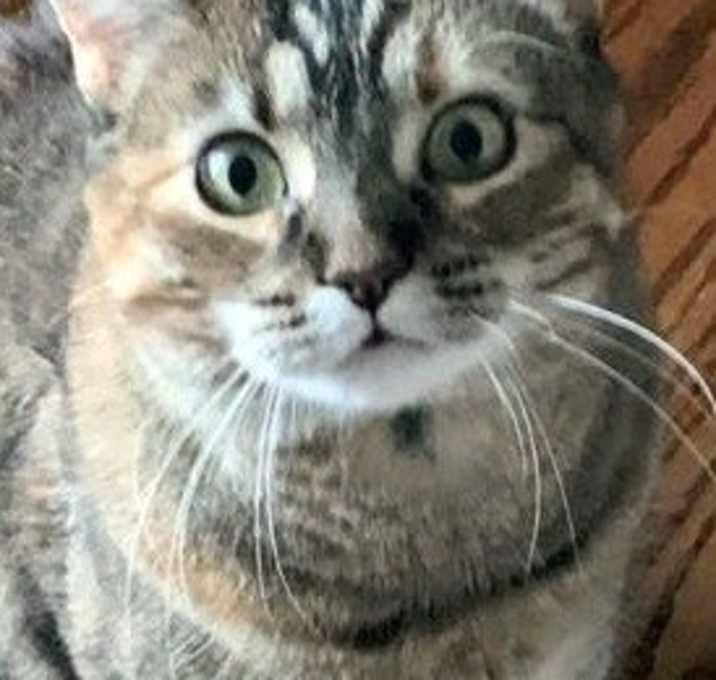 Photo of Tootsie -- PURR-FECT FAMILY KITTY