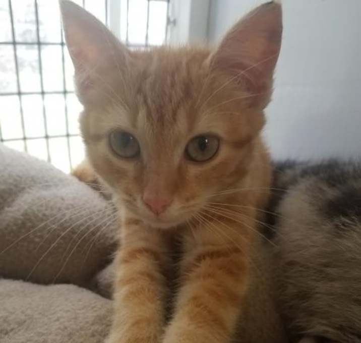 Photo of Evan *Adoption Pending*