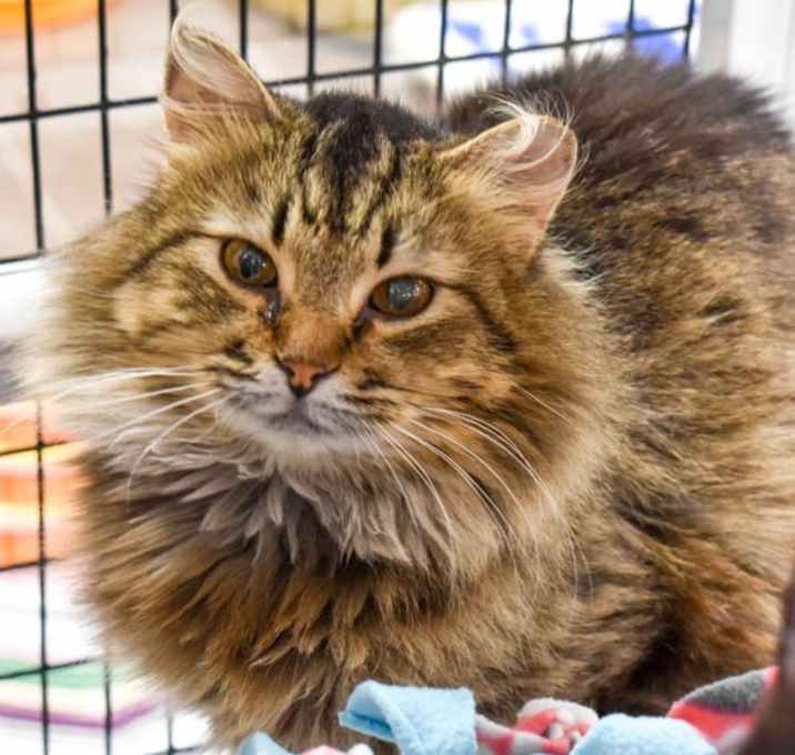 Photo of Bart -- Bonded Buddies With Benji & Beck