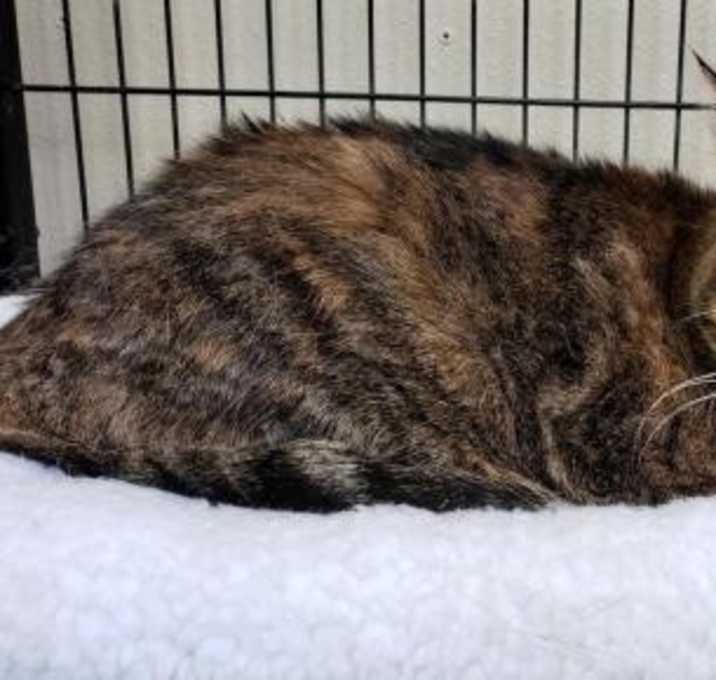 Photo of *in Foster Care* Lucy