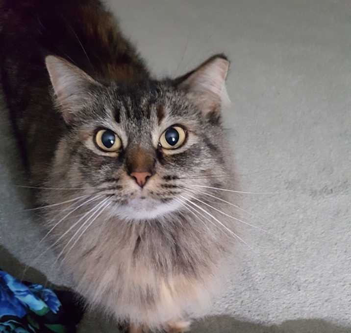 Photo of Fluffy & Dusty