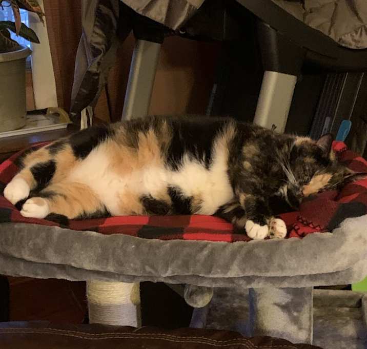 Photo of KC ( kitty cat)