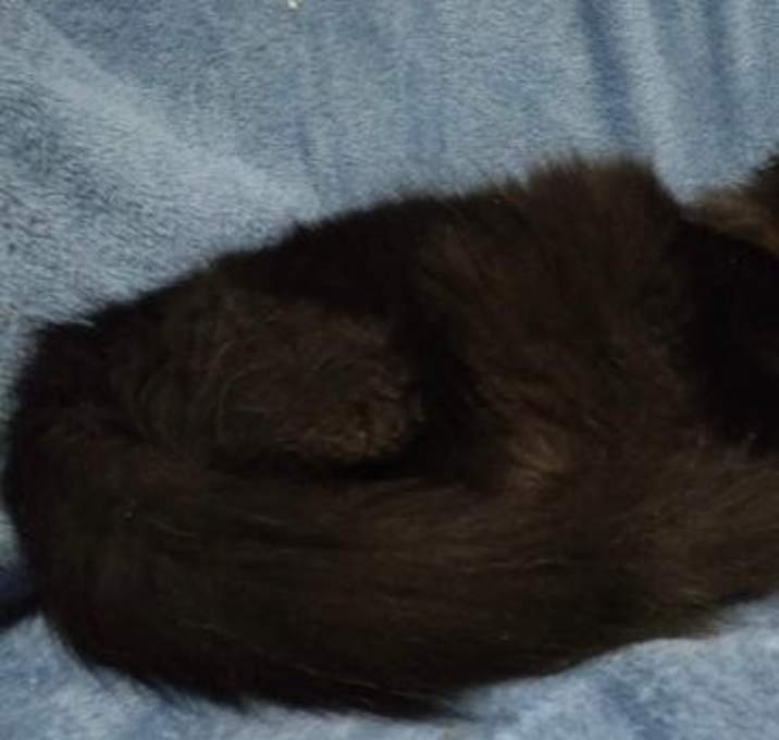 Photo of WV - Mason (MCR)