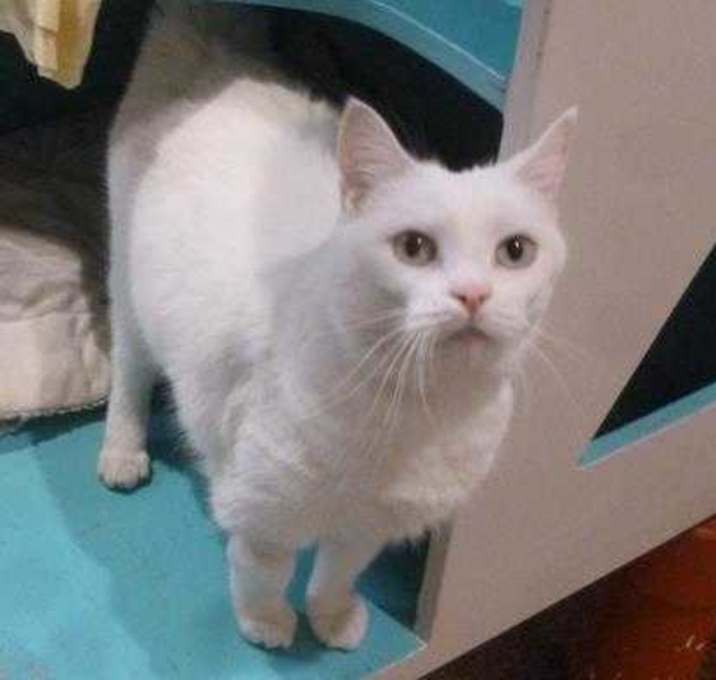 Photo of Fluffy--see my video!