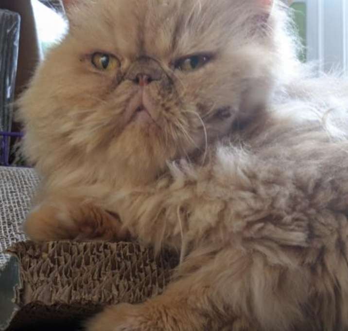 Photo of Tom (& Jerry)