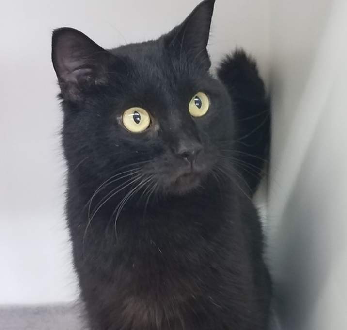 Photo of Hairy Pawter