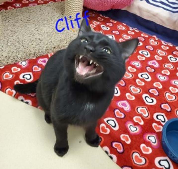 Photo of Cliff