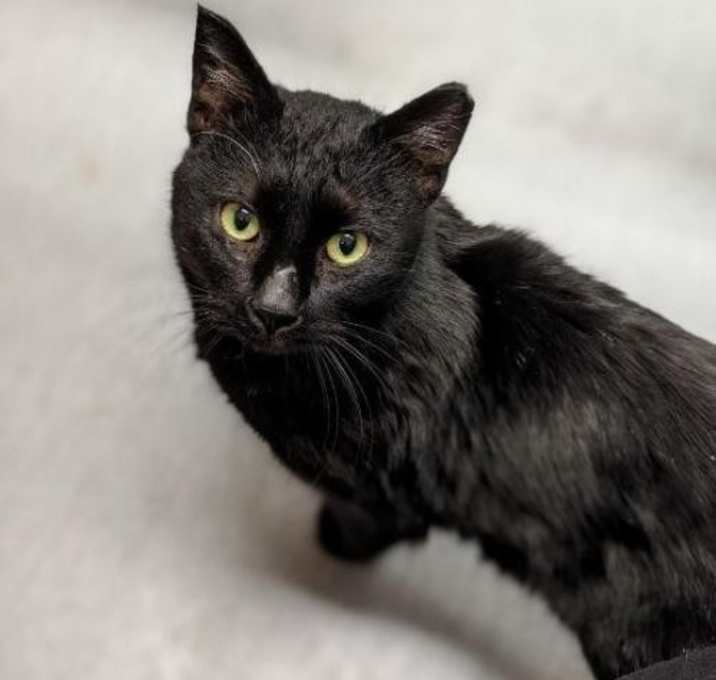 Photo of Tyson--In Foster ***ADOPTION PENDING***