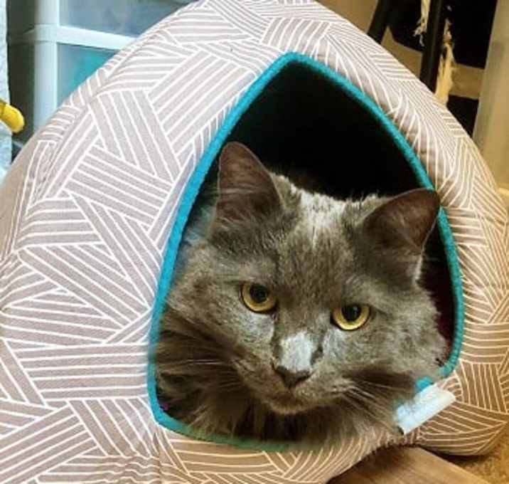 Photo of Joan Fontaine