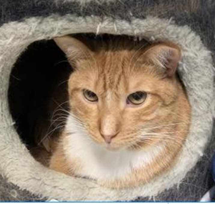 Photo of Taco **Bonded with Villa**