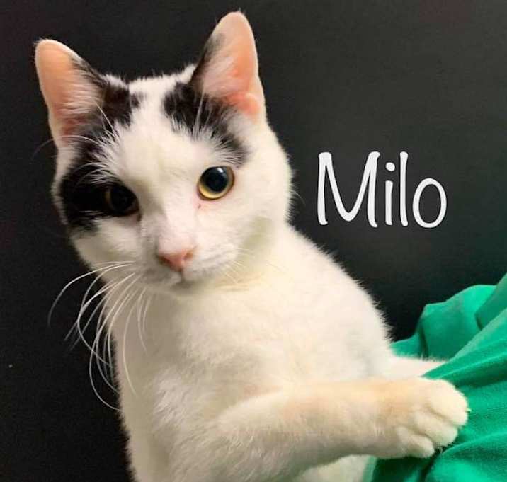 Photo of Milo