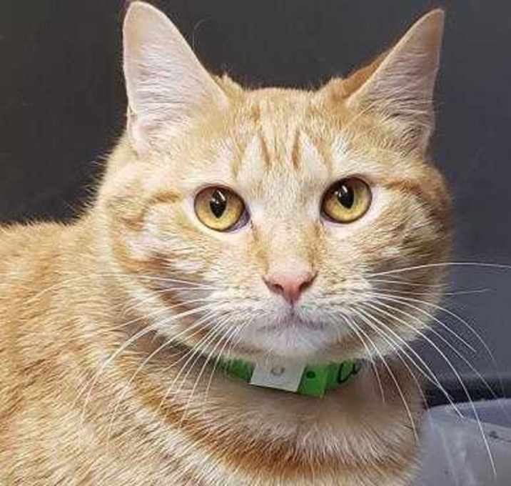 Photo of Waldorf - Spirit Cat - I'm in Foster