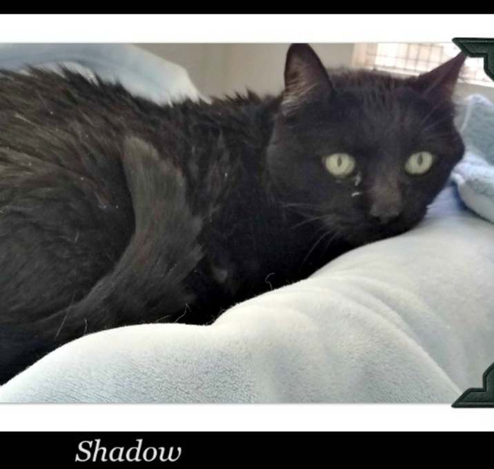 Photo of Shadow