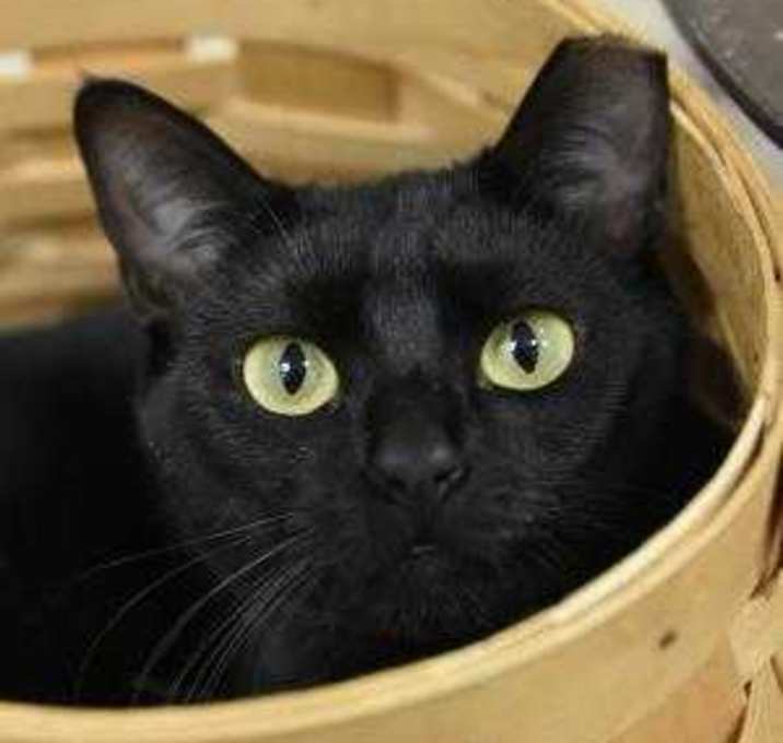 Photo of Gobbles 32419